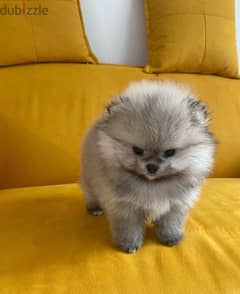 Male Pomer,anian puppy for sale 0