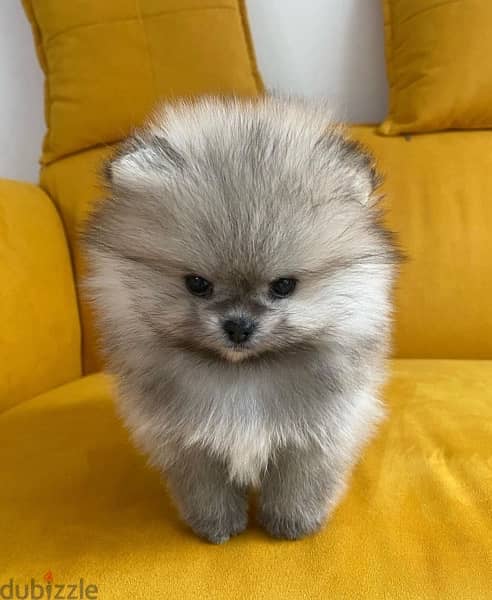 Male Pomer,anian puppy for sale 1
