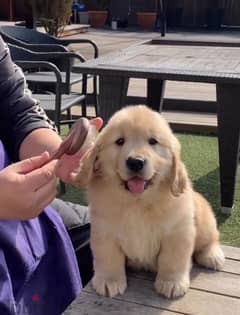 Trained Golden retriever for sale 0