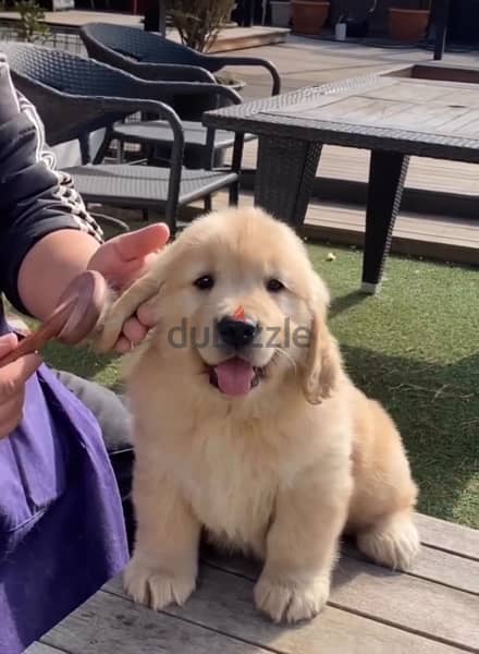 Trained Golden retriever for sale 1