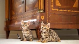 Bengal for Sale. . WHATSAPP :‪ +1 (909),315‑3853‬ 0