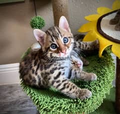 Bengal for sale . . WHATSAPP :‪ +1 (909),315‑3853‬