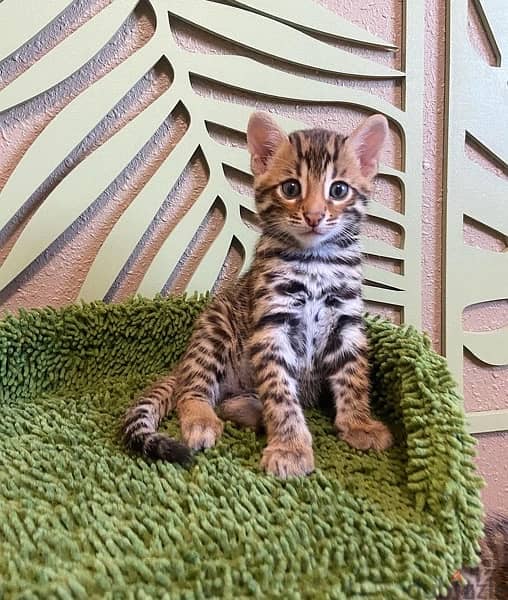 Bengal for sale . . WHATSAPP :‪ +1 (909),315‑3853‬ 2