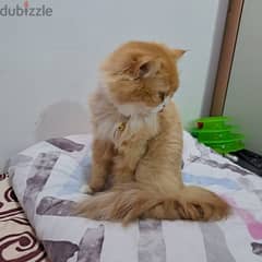 pure Persian cat for sale 0