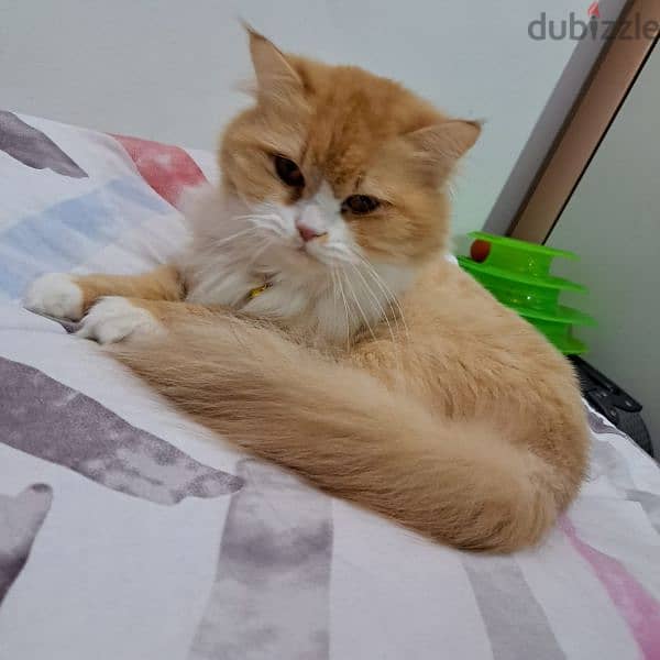 pure Persian cat for sale 3