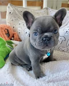 French bulldog puppies whatApp only +971568830304