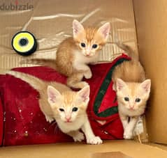 Kittens for adoption 0