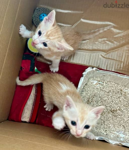 Kittens for adoption 1