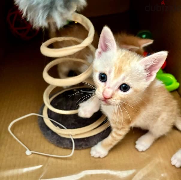 Kittens for adoption 2