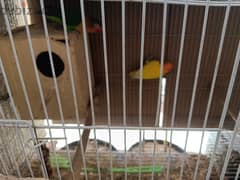 For sale All birds with cage