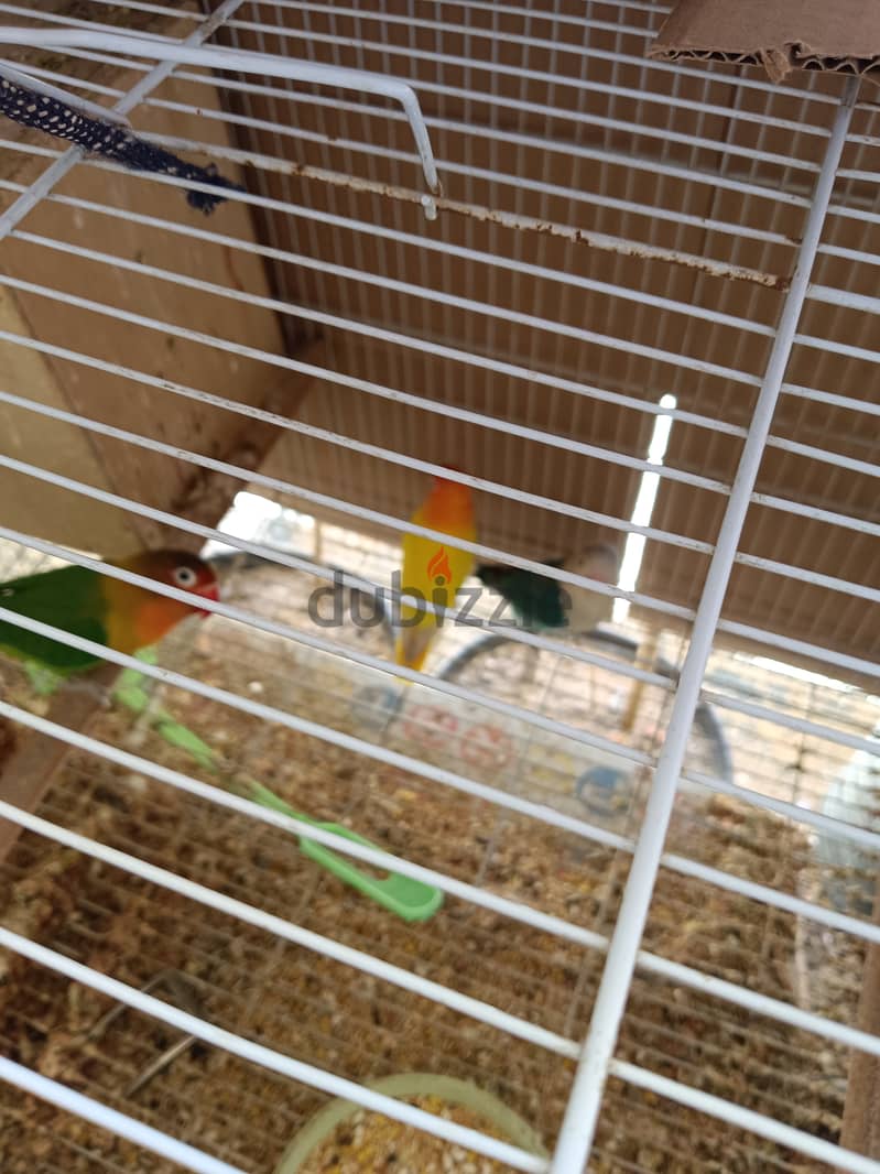For sale All birds with cage 1