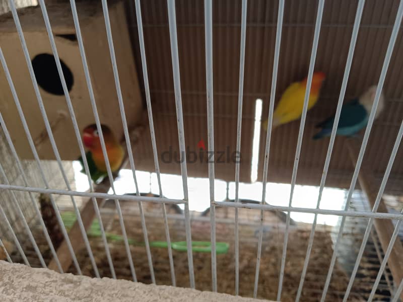For sale All birds with cage 2