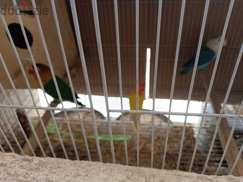For sale All birds with cage 3