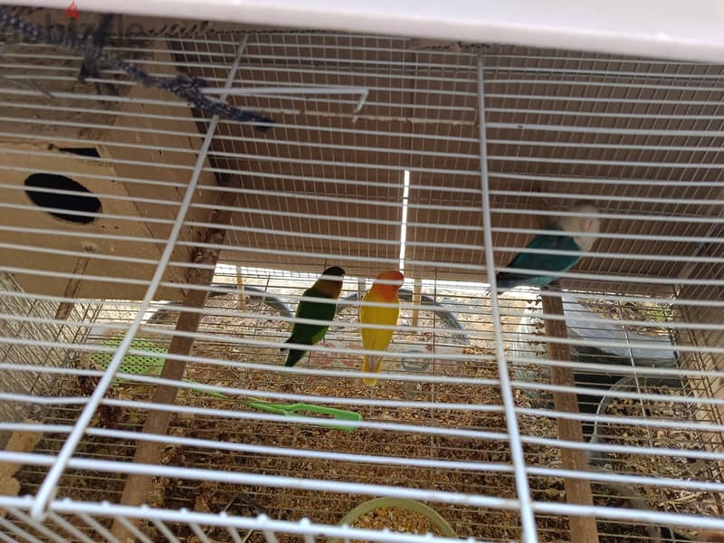 For sale All birds with cage 4