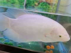 Gourami fish big one and small one 0