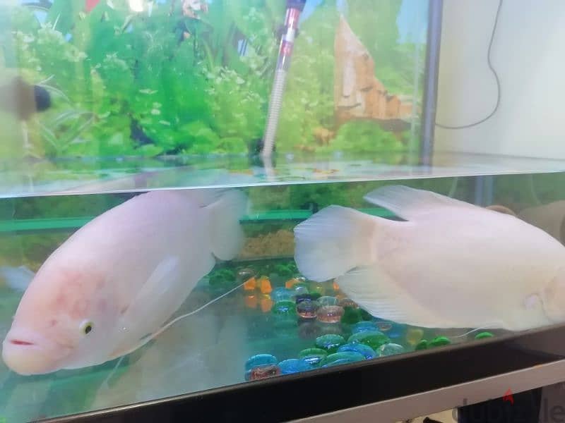 Gourami fish big one and small one 2