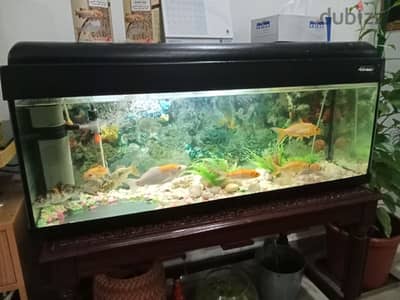 Fish aquarium for Urgent Sale KD 55