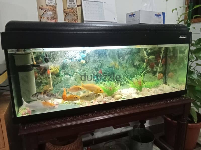 Fish aquarium for Urgent Sale 1