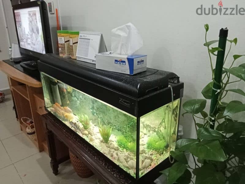 Fish aquarium for Urgent Sale 2
