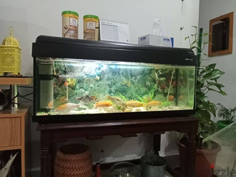 Fish aquarium for Urgent Sale 3