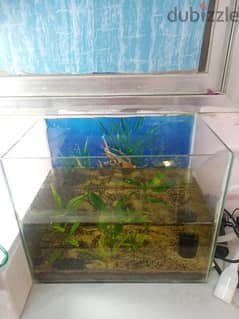 aquarium with plants and filter