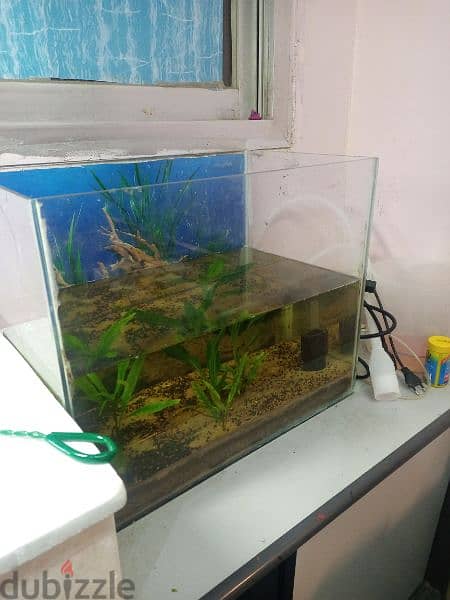 aquarium with plants and filter 1