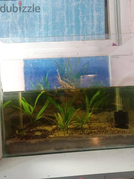 aquarium with plants and filter 2