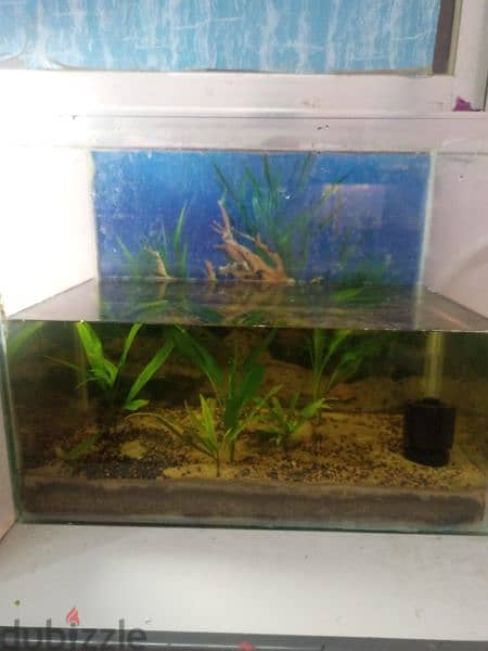 aquarium with plants and filter 3