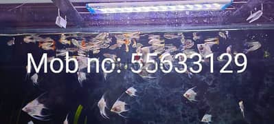 Homebreed Guppies for sale