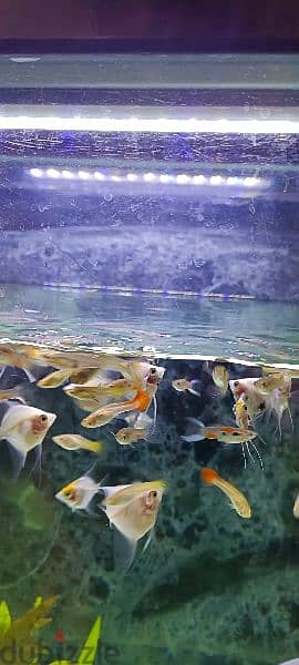 Homebreed Guppies for sale 1