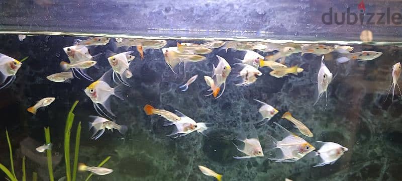 Homebreed Guppies for sale 2
