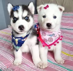 Siberian Husky puppies// whatsapp +971 55 254 3679 0