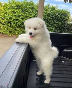 Whatsapp me +96555207281 Friendly Samoyed puppies for sale 0