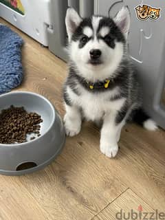 Whatsapp me +96555207281 Lovely Siberian Husky puppies for sale