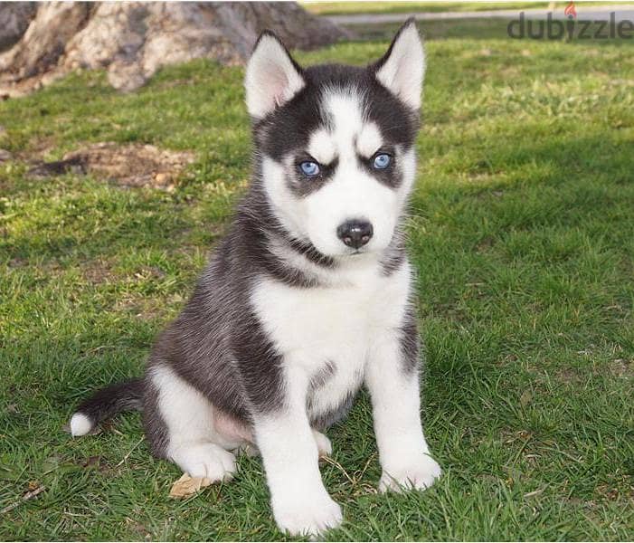 Whatsapp me +96555207281 Lovely Siberian Husky puppies for sale 1
