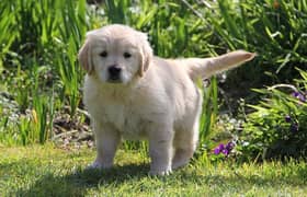 Whatsapp me +96555207281 Good Golden Retriever puppies for sale now
