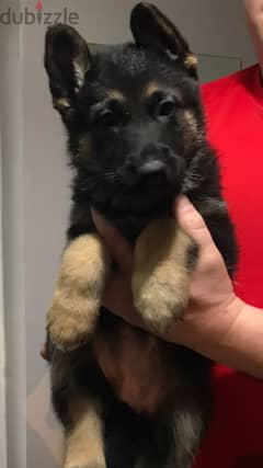 Whatsapp me +96555207281 Awesome German Shepherd puppies for sale 0