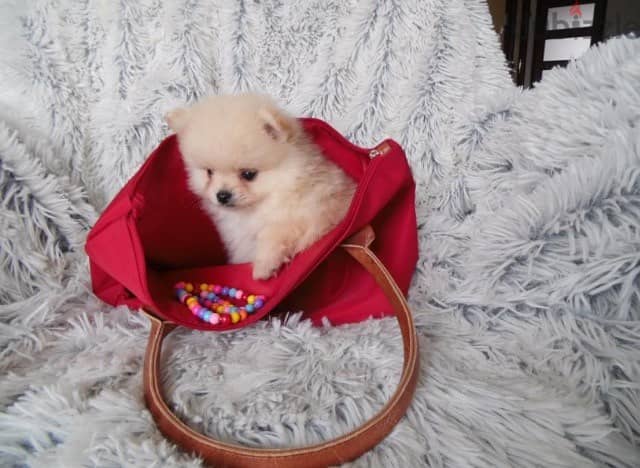 whatsapp me +96555207281 Affectionate Pomeranian puppies for sale 1