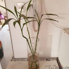 lucky bamboo 6kd only 0