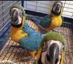 Macaw chicks  whatApp +971568830304 0