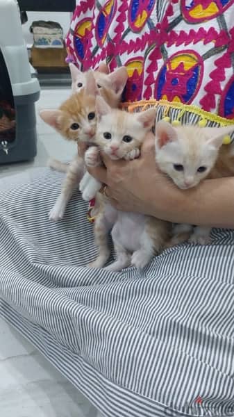 Kittens for adoption 4