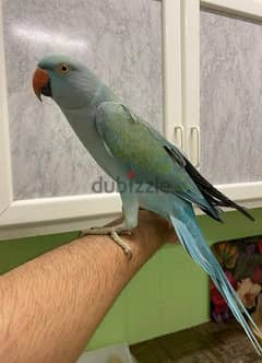 For Sale Blue Bimittu Female Parrot