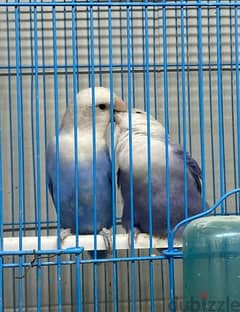 For Sale A Pair Of Love Birds 0