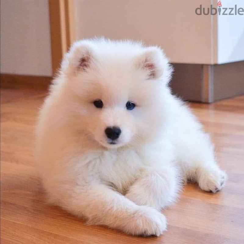 White Samoyed puppies for sale Whatsapp me +96555207281 1