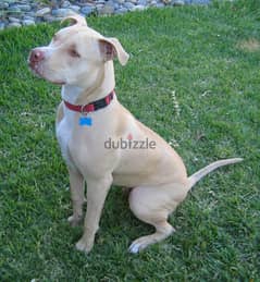 Whatsapp me +96555207281 lovely American pitbull puppies