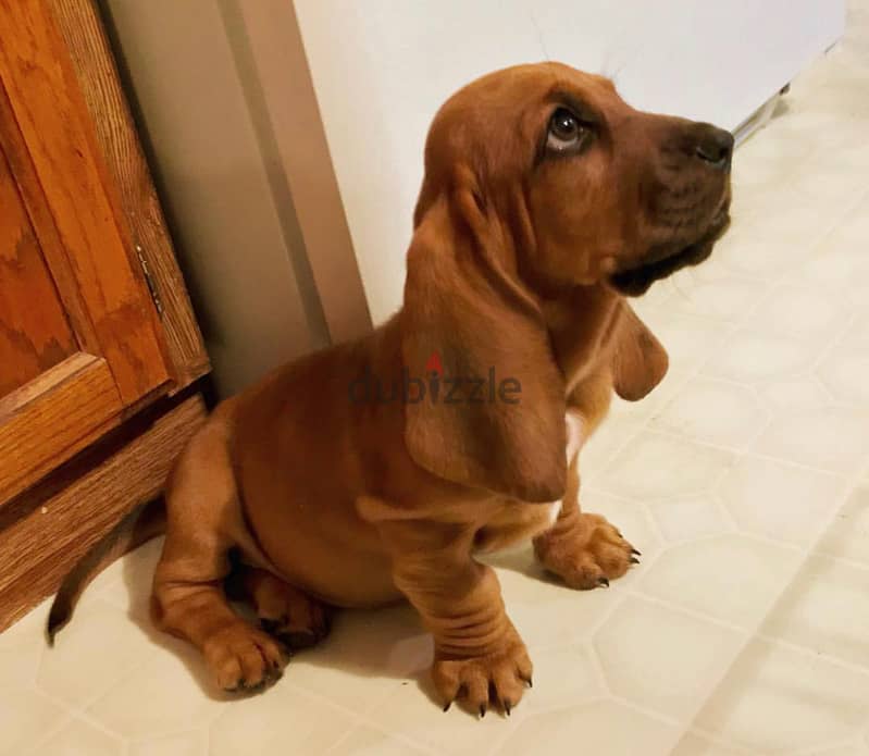 Whatsapp me +96555207281 Two Basset Hound puppies for sale 0