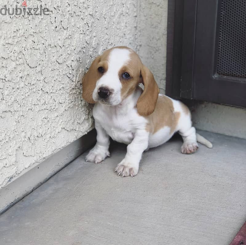 Whatsapp me +96555207281 Two Basset Hound puppies for sale 1
