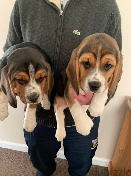 Trained  Beagle puppies Whatsapp me +96555207281 0