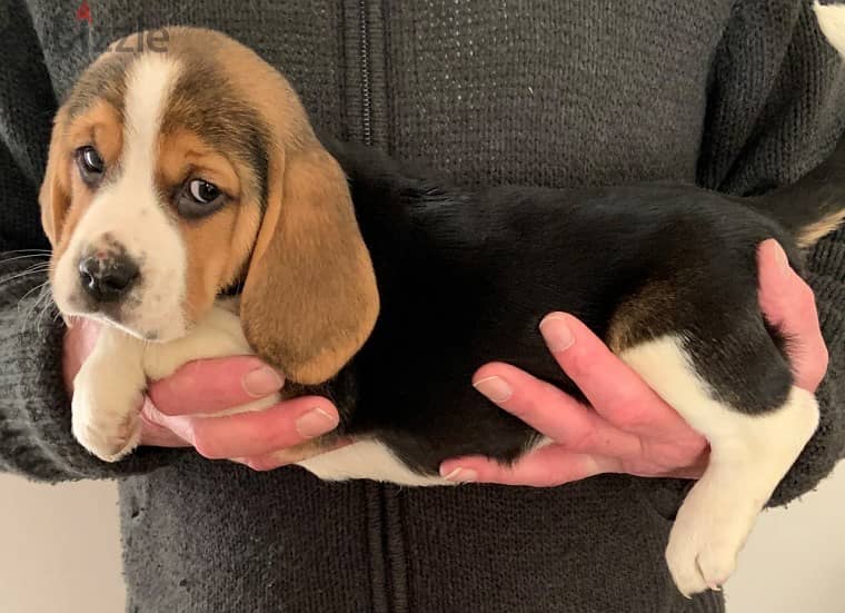 Trained  Beagle puppies Whatsapp me +96555207281 1