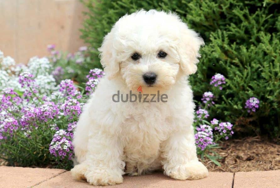 whatsapp me +96555207281 white Bichon Frise puppies for sale 1